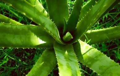 aloe vera