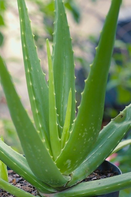 aloevera benefits